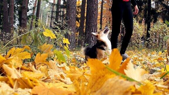 一个女人和她的狗在秋天的森林里散步威尔士柯基犬彭布罗克在队伍中表演特技