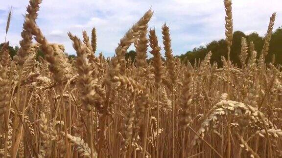 金色的麦穗在蓝天的映衬下随风摇摆