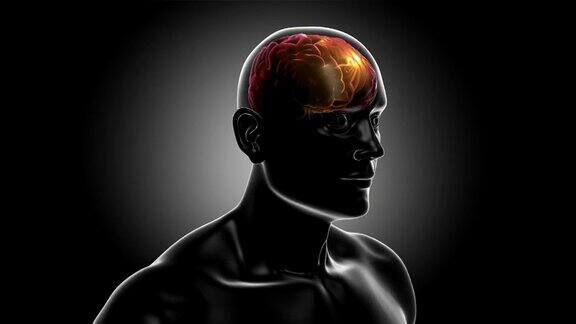 3D人体躯干与大脑和神经元闪烁突触Loopable
