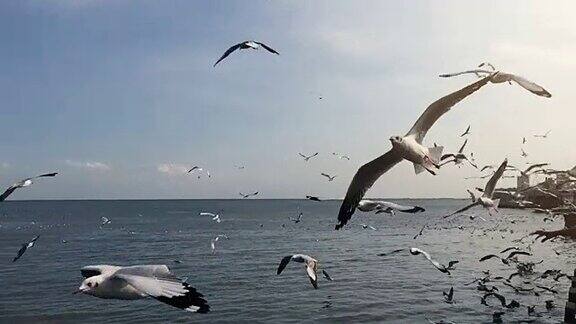 高清超慢镜头:傍晚阳光下海面上海鸥群的生活