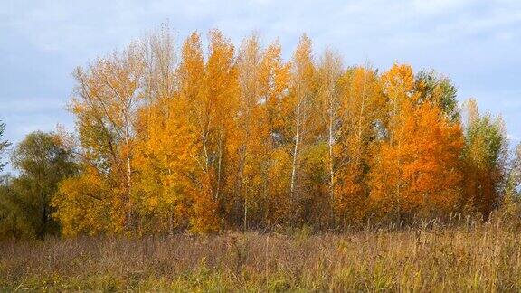 秋天的风景小树林里的树上有黄色和橙色的叶子