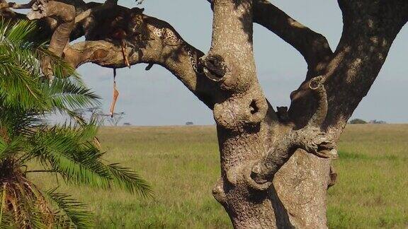 豹幼崽在树上进食