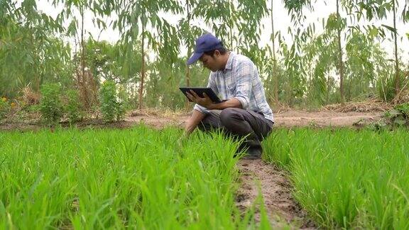 一名亚洲男子在稻田里用数码平板电脑进行质量控制
