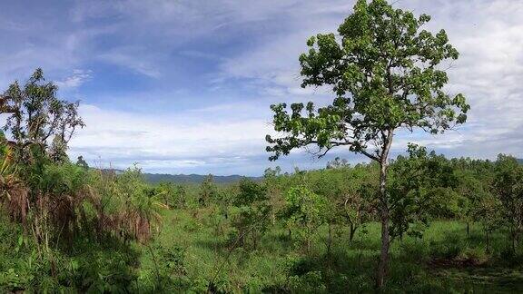 野生动物保护区的热带森林地区