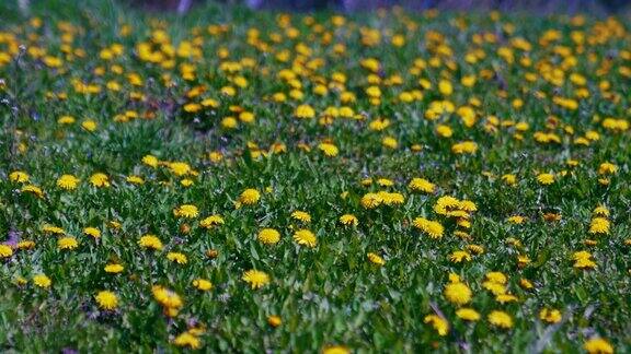 黄色的蒲公英花生长在草地上