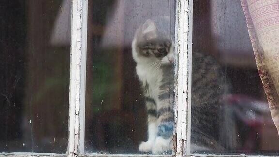 一只家猫坐在家里的窗台上饶有兴趣地看着