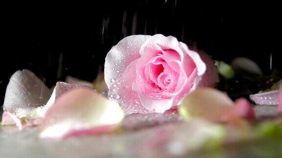 雨落在玫瑰上