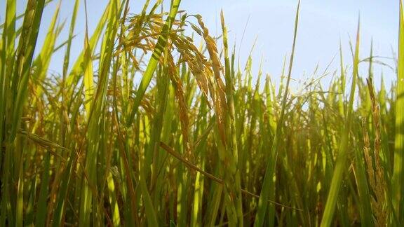 4k亚洲自然稻田傍晚与阳光的镜头