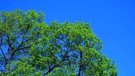 美丽的树与春天绿色的生命树叶晒太阳
