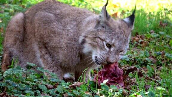 猞猁吃肉的猞猁野猫猫科动物食肉目4K