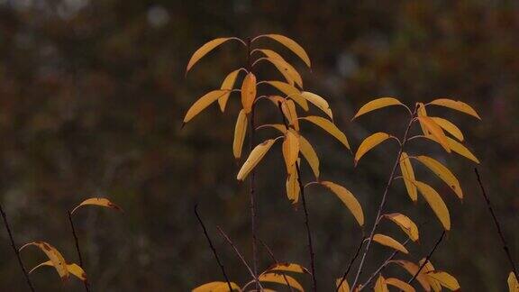 黄色的秋叶在风中摇曳