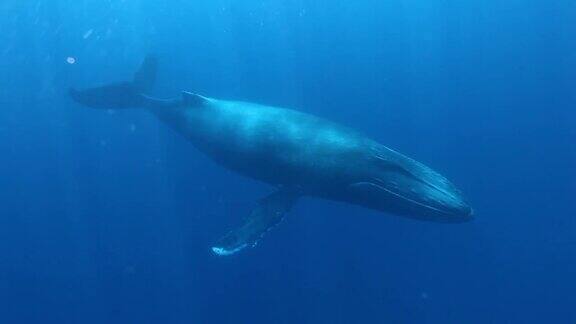座头鲸在阳光下的太平洋水下