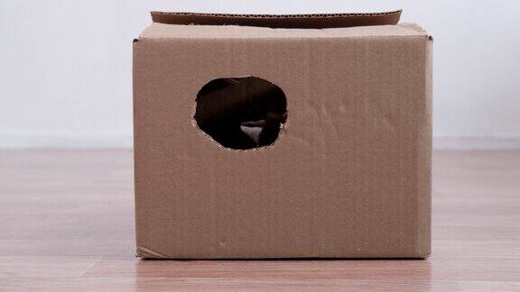 两只小猫从圆洞爬出纸板箱好奇、好玩、有趣的条纹小猫猫躲在盒子里