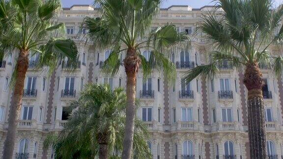 克鲁瓦塞特大街上的棕榈树戛纳蔚蓝海岸