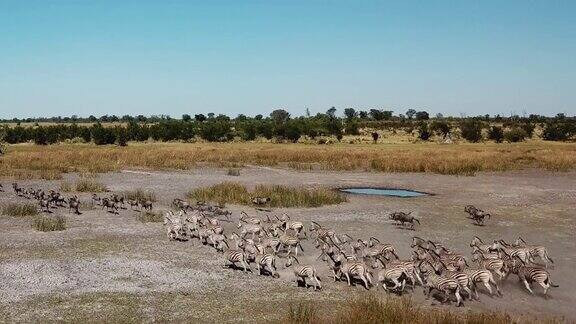 鸟瞰图的一大群羚羊羚羊和斑马放牧和奔跑在奥卡万戈三角洲博茨瓦纳非洲的野牛群