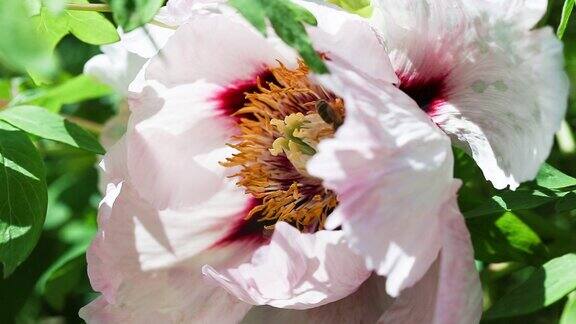 蜜蜂飞到美丽疲倦的花牡丹