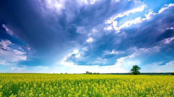 油菜籽田壮观的天空延时
