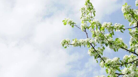 美丽的梨花在一个模糊的平静的背景梨花拷贝空间