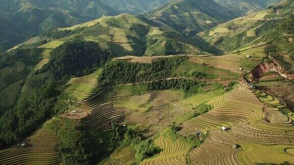 鸟瞰图梯田的农场在丘陵或山区地形美丽的风景梯田在越南的木仓chai农业收获梯田是传统的东南亚农业