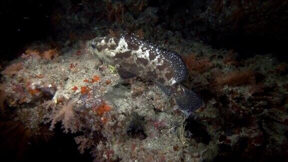 褐纹石斑鱼-褐纹石斑鱼夜间在珊瑚礁上游泳印度洋马尔代夫亚洲