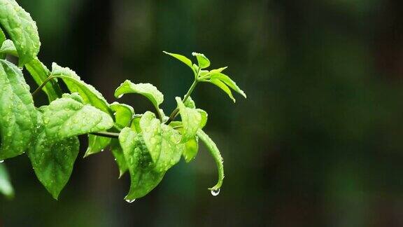 绿植风雨后泰国清迈省