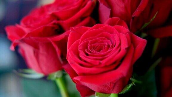 室内有一束一束的红玫瑰花蕾