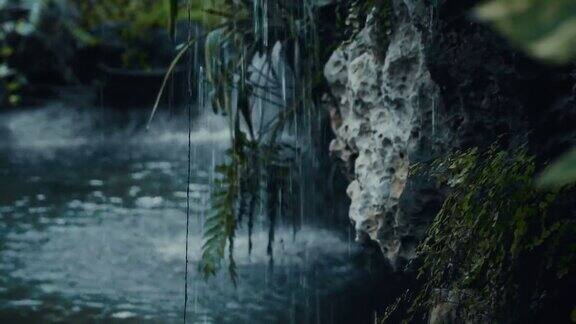 热带雨林中的绿色森林