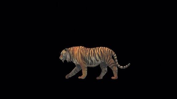 老虎行走的3d动画