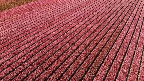 美丽的花朵在春天在荷兰