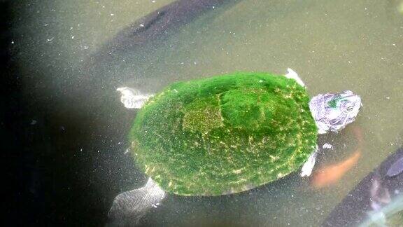 小乌龟在水族馆里游泳