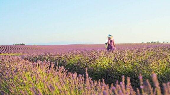 一位戴着白色太阳帽的妇女走过薰衣草田