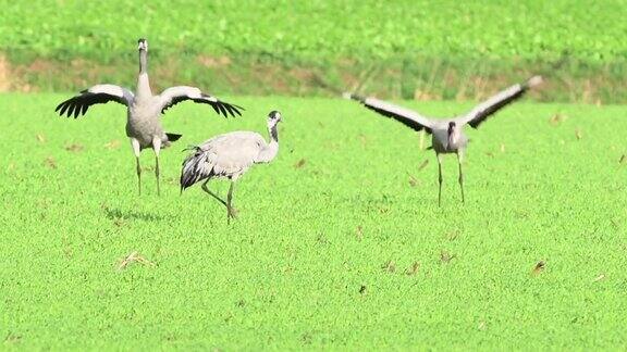 普通的鹤鸟在田野里跳舞