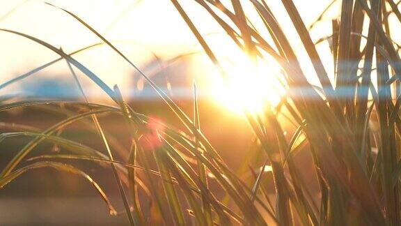 慢动作特写草剪影在美丽的日落自然背景