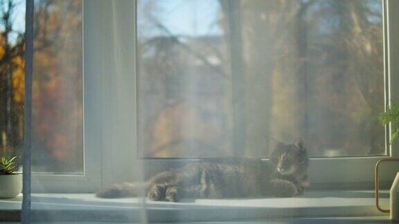 猫躺在窗台上的特写小灰猫在窗边休息毛茸茸的纯种宠物放松家中客厅里的家畜没有最好的朋友