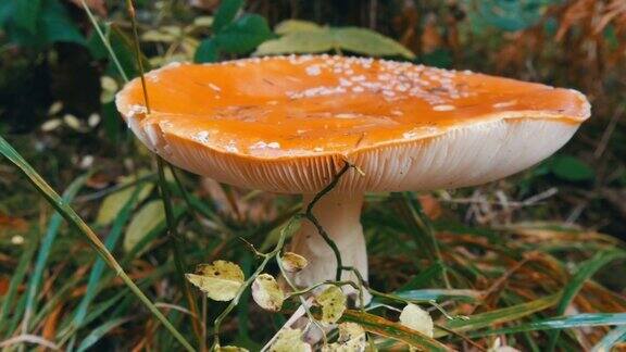 巨大的巨型蘑菇在草地近距离观察秋收十月香菇