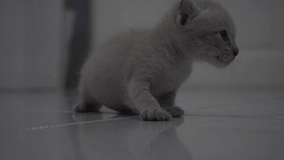 非常可爱的小猫在地板上走