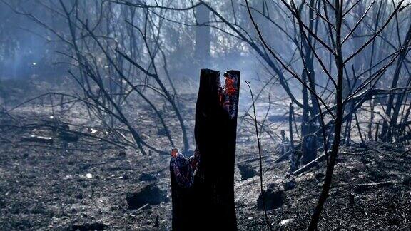 森林大火火焰会破坏森林