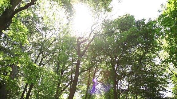 树冠、绿叶和美丽的光晕向后落在镜头里