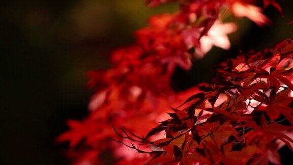 照亮了日本夜晚的秋叶