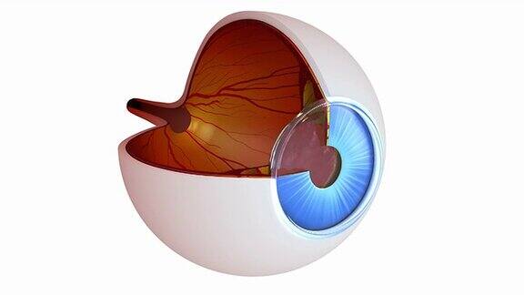 眼睛解剖-内部结构孤立在白色上