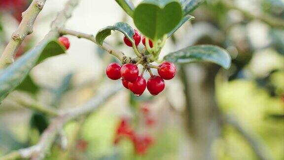 树枝上一串成熟的红色浆果