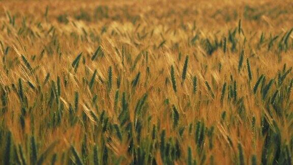 近距离拍摄美丽的黄色小麦植物与风在金色的阳光日落生态农田