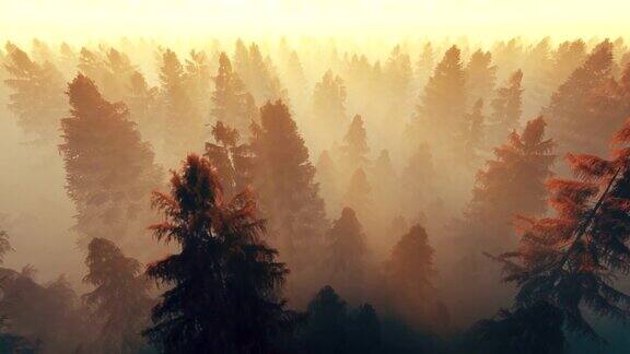 在清晨的阳光下飞过秋日的松树林4k