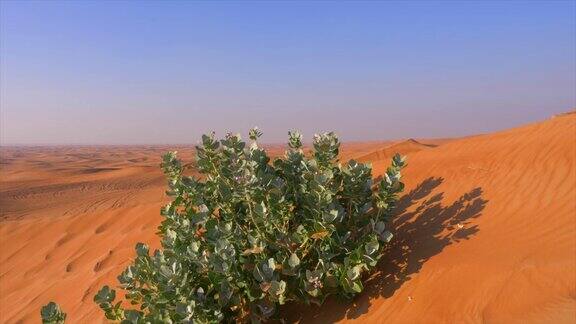 黄沙上的绿色灌木沙丘上的绿色植物和野生自然