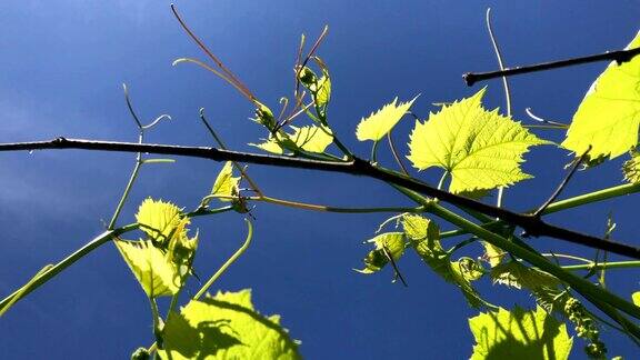 春日蓝天背景上的葡萄藤嫩芽