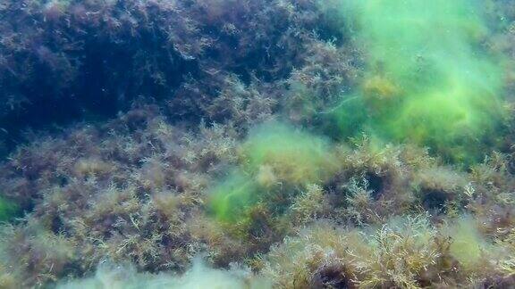 生长在海底水下世界海藻的各种淹没苔藓