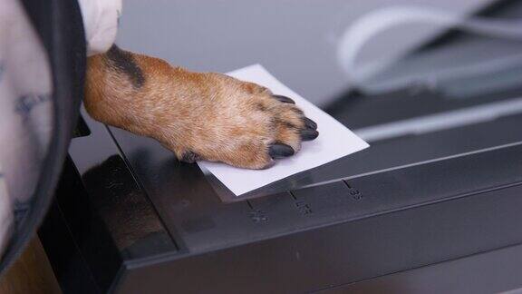 狗爪把纸放在扫描仪关闭盖子复制修剪过的宠物爪子