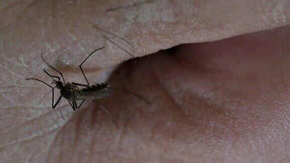 伊蚊试图穿透人类皮肤吸血