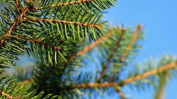 绿色云杉的树枝上有球果云杉树枝映衬着蓝天