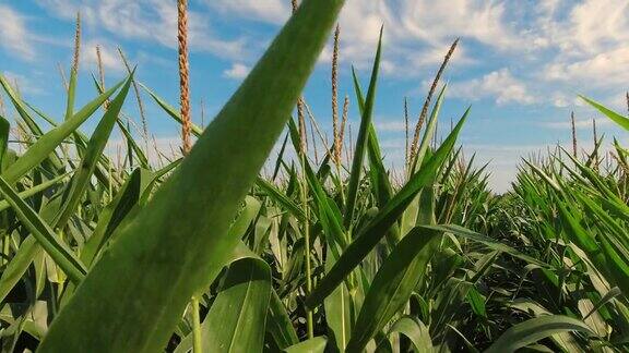 在夏季的田野里农民步行穿过一排排玉米苗木田野里的绿色玉米特写成熟玉米的农业、耕种和收获